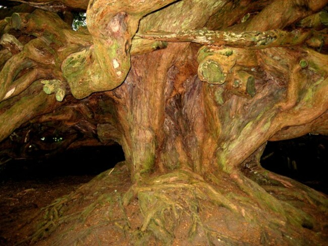 OLDEST YEW AT CROM CASTLE