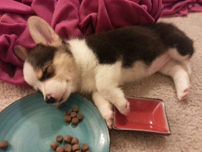 puppy-nap-meal