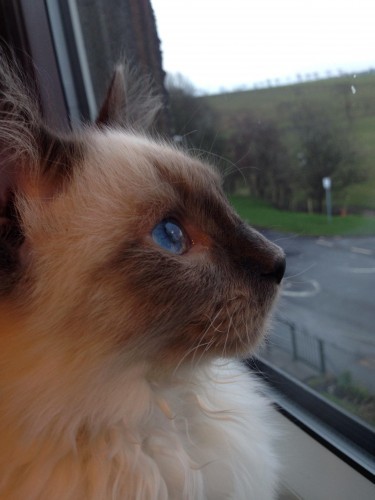 My ragdoll kitten looking out my room window - Imgur