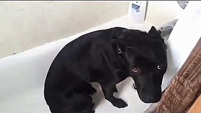 How the hell could you stay mad at these guilty dogs? · The Daily Edge