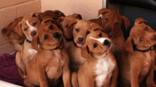 puppies-tilting-heads