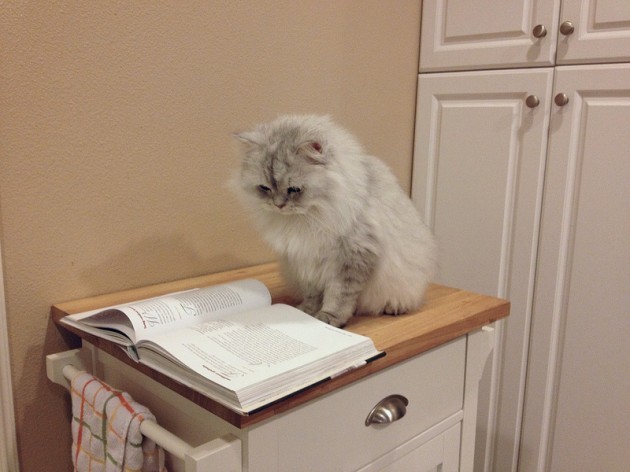 My sous chef looking up a recipe - Imgur