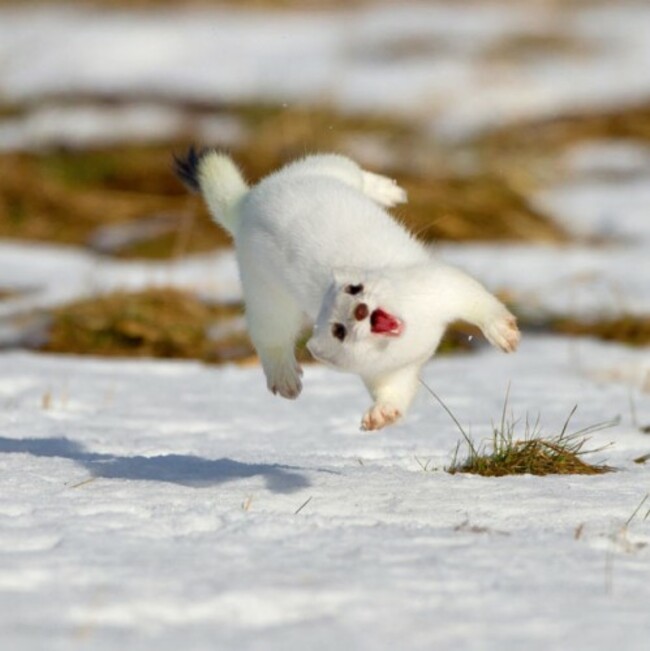 a happy stoat - Imgur