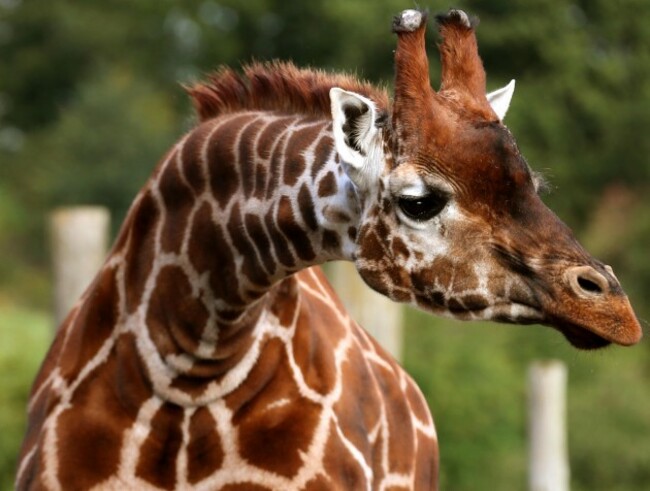 Super-tall trailer carries giraffes