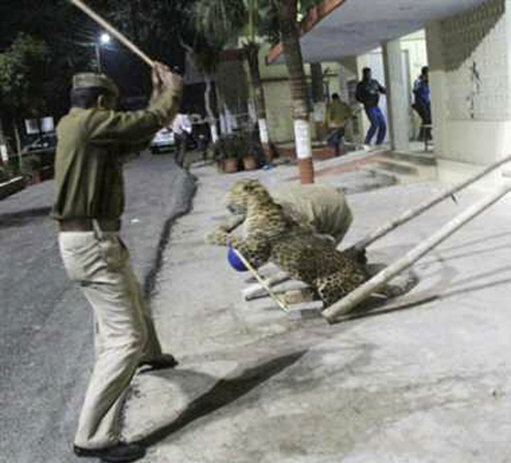 India Leopard Scare