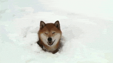 shibe-gif-plays-in-snow