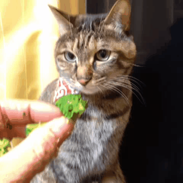cat-really-wants-broccoli-snatch-grab-13934321805