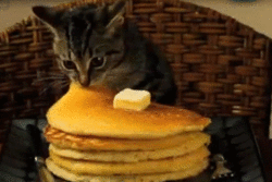 MRW I'm a cat and I want pancakes - Imgur
