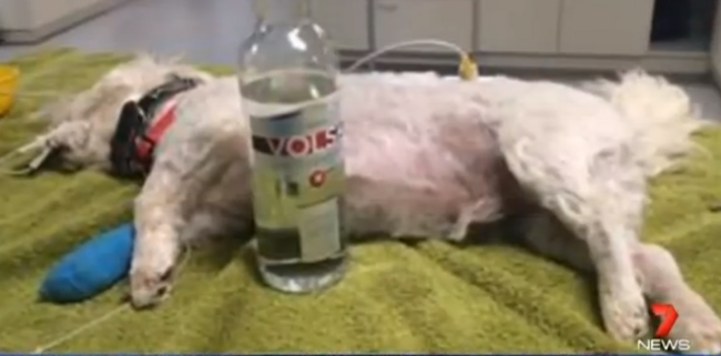 dogvodka