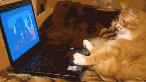 lion-king-cat-watching-laptop-sitting-13523372842
