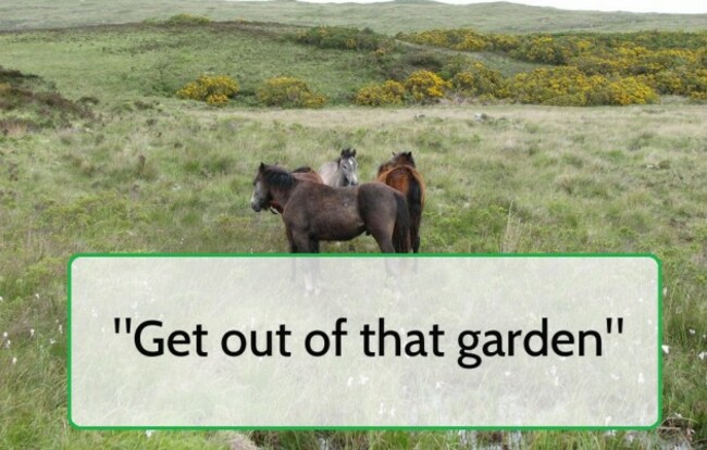 ponies
