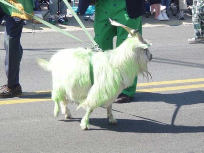 goat