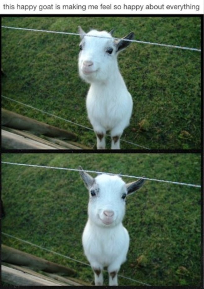 This goat makes me really happy. - Imgur