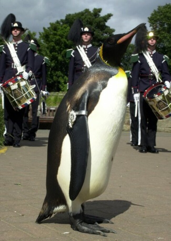 Edinburgh Penguin medal