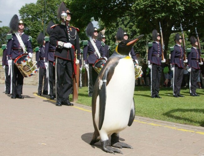 Edinburgh Penguin medal