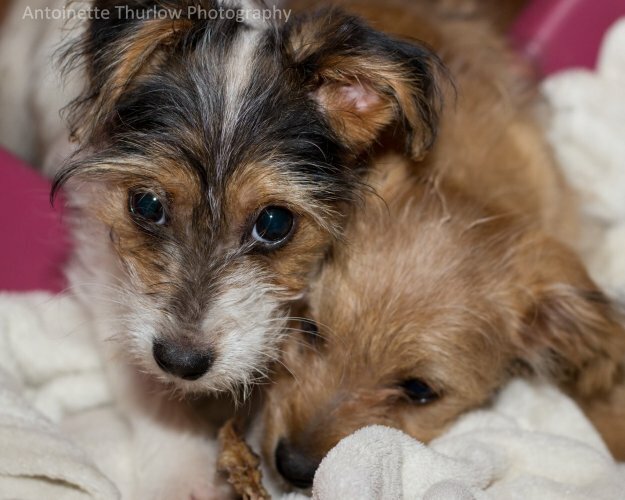 Rescue Volunteers disgusted Over Dog Abuser s Court Sentence