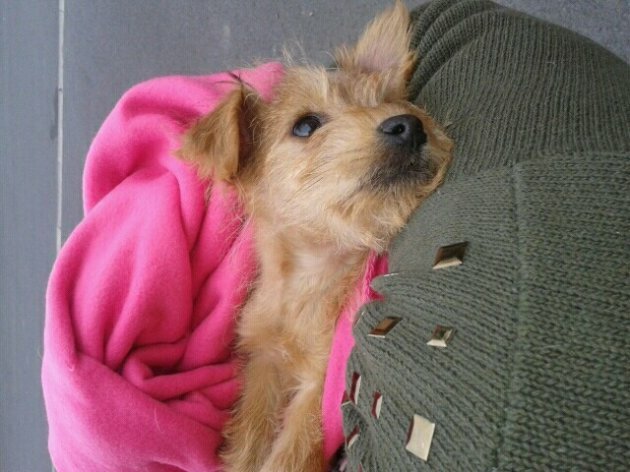 Rescue Volunteers disgusted Over Dog Abuser s Court Sentence