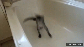 WIAESUH2oH4-funny-cat-bathtub-dance-gifsu.com