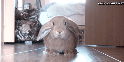 shocked-rabbit