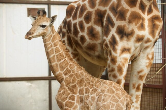 ND1402-Feb081 Fota two giraffe calves.