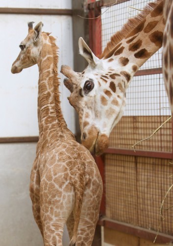ND1402-Feb080 Fota two giraffe calves.