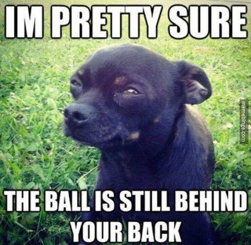 Playing fetch with a skeptical dog.. - Imgur