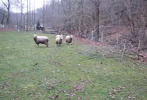 sheephopping