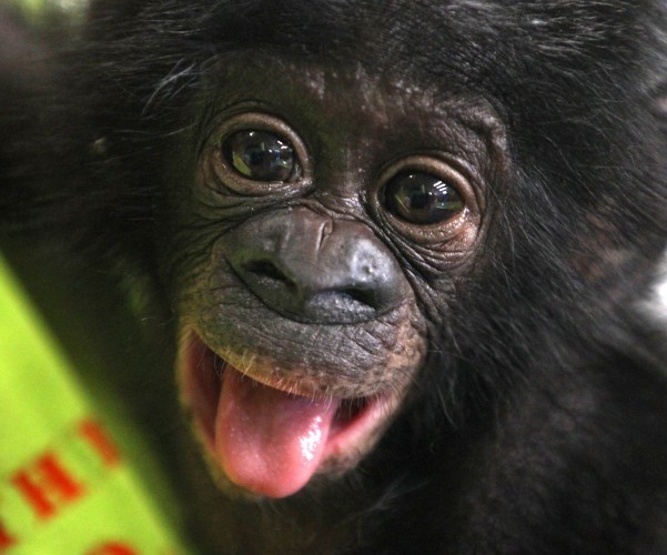 Germany Bonobo Baby
