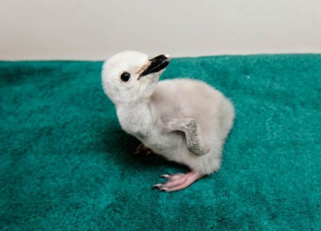 Newborn penguin - Imgur