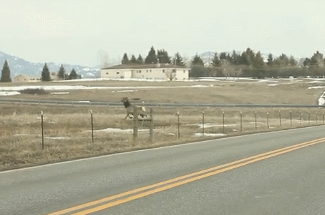 ELKGIF