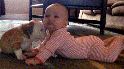 puppybabybulldoggif