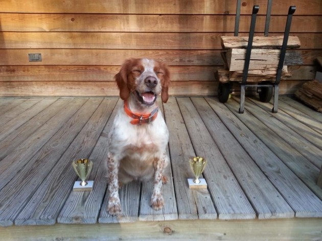 My proud little pup won runner up for best young dog and first place for best retriever. The face. - Imgur