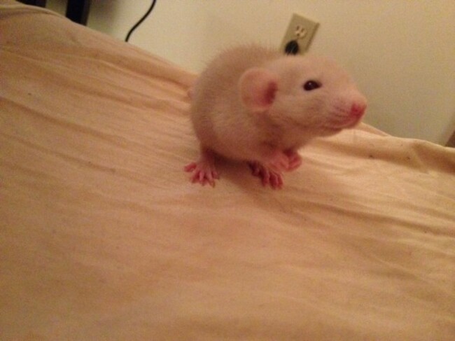 This is my new baby rat Wiz Khalifa - Imgur