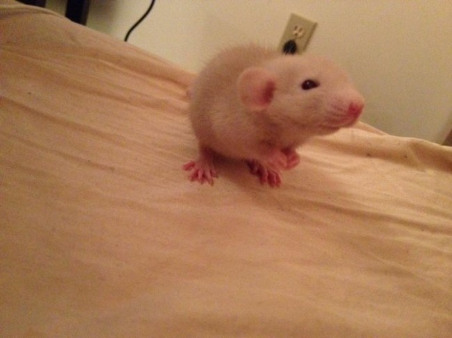 This is my new baby rat Wiz Khalifa - Imgur