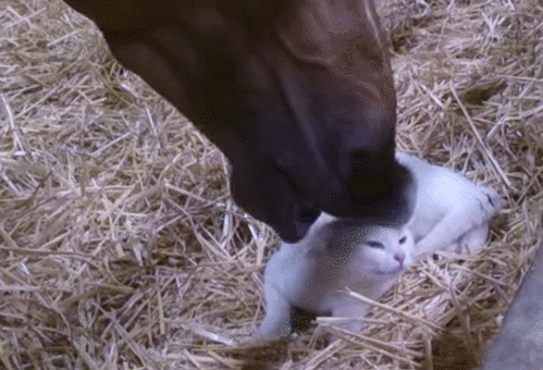 cathorse