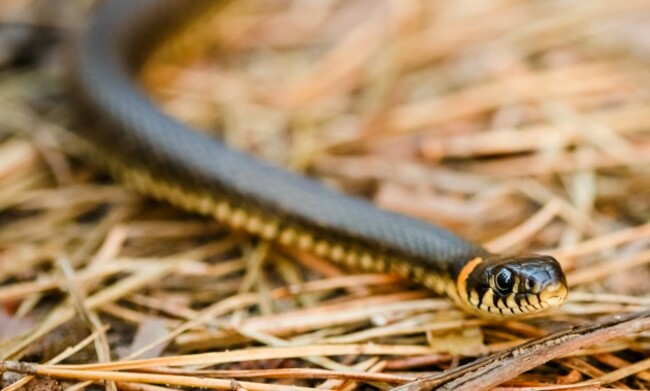 yucksnake