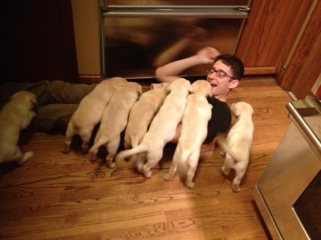 When puppies attack - Imgur