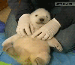 Just a baby polar bear being tickled - Imgur
