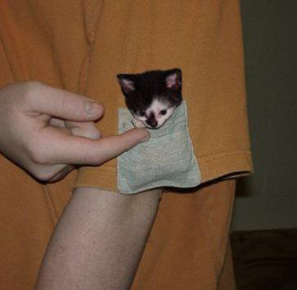 Kitten Pocket - Imgur