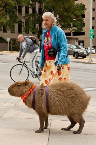 You can keep your fancy pets, I want a Capybara - Imgur