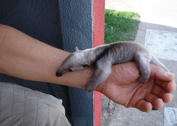 Baby anteaters are possibly the cutest animals I've ever seen! - Imgur