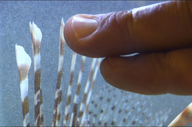 Lionfish Diving Deeper