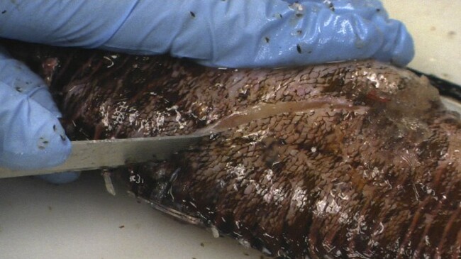 Lionfish Diving Deeper