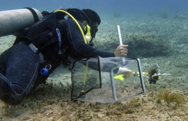 Mexico Lionfish Invasion