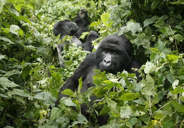 Congo Virunga Park