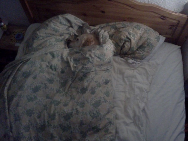 My last upload crashed and burned, so here is my dog tucked up in bed. - Imgur