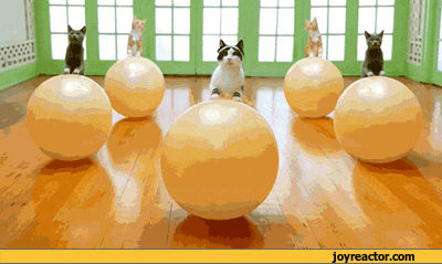 gif-cat-workout-more-in-comments-672141