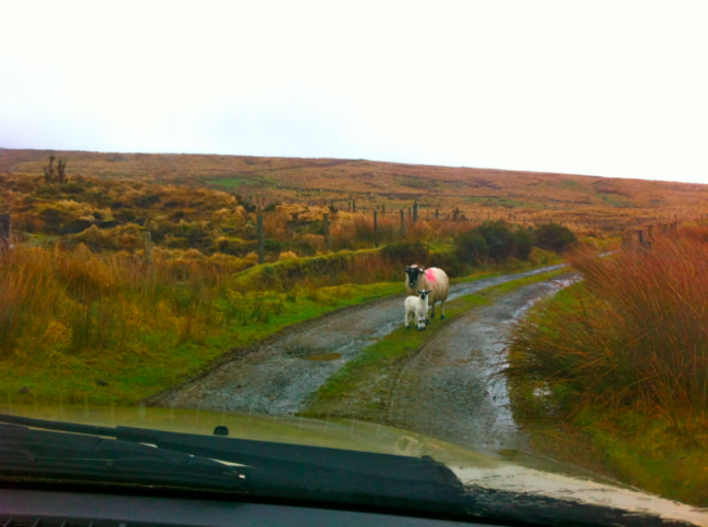 Came across some traffic whilst going climbing in Ireland - Imgur