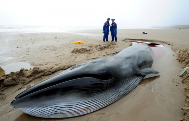 Rescuers bid to save ailing whale