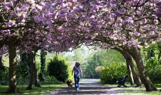 Spring. Cherry Blossom trees in bloom